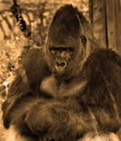 Gorillas are ground-dwelling, predominantly herbivorous apes Royalty Free Stock Photo