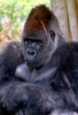 Gorillas are ground-dwelling, predominantly herbivorous apes Royalty Free Stock Photo