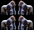 Gorillas are ground-dwelling, predominantly herbivorous apes Royalty Free Stock Photo