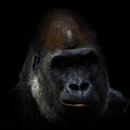 Gorillas are ground-dwelling, predominantly herbivorous apes Royalty Free Stock Photo