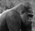 Gorillas are ground-dwelling, predominantly herbivorous apes