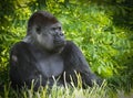 Gorillas are ground-dwelling, predominantly herbivorous apes Royalty Free Stock Photo