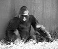 Gorillas are the largest extant species of primates. Royalty Free Stock Photo