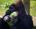 Gorillas are the largest extant species of primates. Royalty Free Stock Photo