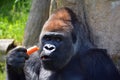 Gorillas are the largest extant species of primates. Royalty Free Stock Photo