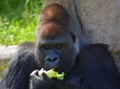 Gorillas are the largest extant species of primates. Royalty Free Stock Photo