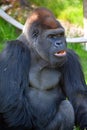 Gorillas are the largest extant species of primates. Royalty Free Stock Photo