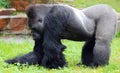 Gorillas