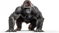 Gorillas on white background, they are herbivorous, predominantly ground-dwelling great apes