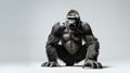 Gorillas on white background, they are herbivorous, predominantly ground-dwelling great apes