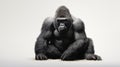 Gorillas on white background, they are herbivorous, predominantly ground-dwelling great apes