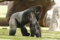 Gorillas in a zoo, predominantly ground-dwelling great apes that inhabit the tropical forests of equatorial Africa Royalty Free Stock Photo