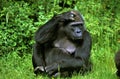 GORILLE DE PLAINE gorilla gorilla graueri Royalty Free Stock Photo