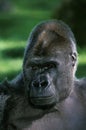GORILLE DE PLAINE gorilla gorilla graueri Royalty Free Stock Photo