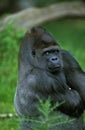 GORILLE DE PLAINE gorilla gorilla graueri Royalty Free Stock Photo