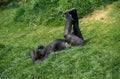 GORILLE DE PLAINE gorilla gorilla graueri Royalty Free Stock Photo