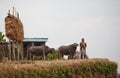 Gorkhas peasant in national clothes with buffalo