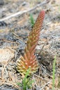 Gornokolosnik spiny lat. Orostachys spinosa, Hare cabbage, grows on mountainous coast of Baikal Royalty Free Stock Photo