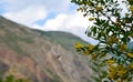 Russia, mountains and flowers, severo-chuisky ridge, outdoor recreation away from civilization, banner