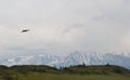 Russia, Severo-Chuisky ridge, Belukha Mountain, mountain pass, Chuisky Valley, bird in the sky, far from civilization