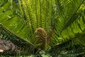 Gorongowe Cycad Encephalartos manikensis