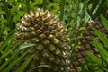 Gorongowe Cycad Encephalartos manikensis