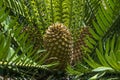 Gorongowe Cycad Encephalartos manikensis