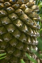 Gorongowe Cycad Encephalartos manikensis