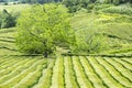 Famous Gorreana Tea Plantation in Azores #2