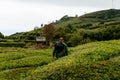 Gorreana Tea plantation in Sao Miguel Island, Azores