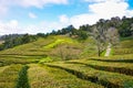 Gorreana Tea Plantation in Sao Miguel Island, Azores, Portugal. Rows of tea bushes on a hill. Overcast sky. Tea cultivation. Blue Royalty Free Stock Photo