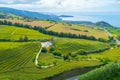 Gorreana tea plantation at Sao Miguel island at Portugal Royalty Free Stock Photo