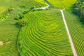 Gorreana tea plantation at Sao Miguel island at Portugal Royalty Free Stock Photo