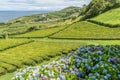 Tea plantations on the island of Sao Miguel in the Azores, Portugal