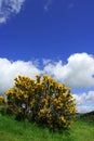 Gorse Royalty Free Stock Photo