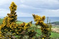 Gorse In Bloom - Eype Down Overlook