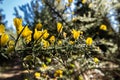 Gorse in Bonny Glen in County Donegal - Ireland Royalty Free Stock Photo