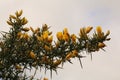 Gorse branch in bloom