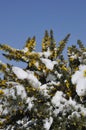 gorse branches covered in snow