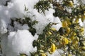 gorse branches covered in snow