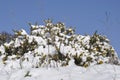 gorse branches covered in snow