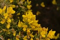 Gorse, bright yello Irish wildlfowers Royalty Free Stock Photo