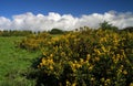 Gorse Bush Royalty Free Stock Photo