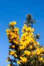 Gorse bush against a blue sky Royalty Free Stock Photo