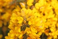 Gorse bush in flower Royalty Free Stock Photo