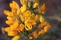 Gorse bush Royalty Free Stock Photo