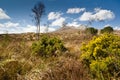 Gorse bush on mountain approach Royalty Free Stock Photo