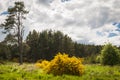 The Gorse bush,Ulex.