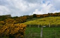 Thick Clouds Over a Field of Rape Seed and Gorse Royalty Free Stock Photo