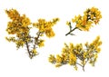 Gorse de Provence in bloom, on white background. Royalty Free Stock Photo